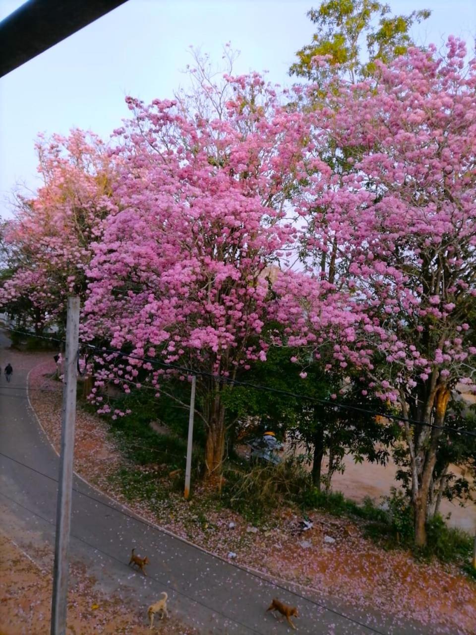 Roberosia - Holiday Home Kandy Dış mekan fotoğraf